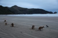 Cape Hillsborough – Kängurus am Strand beobachten