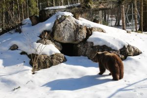 Grünau im Almtal – Cumberland Wildpark