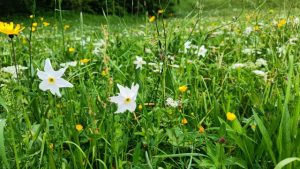 Grünau im Almtal – Die Narzissenwiese von Grünau