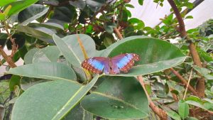 Bordano – Schmetterlingshaus